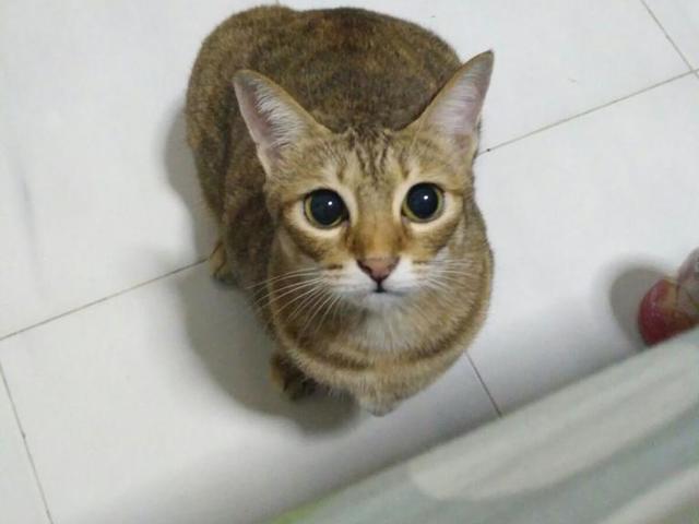 Looking for Female roommate @ Yishun