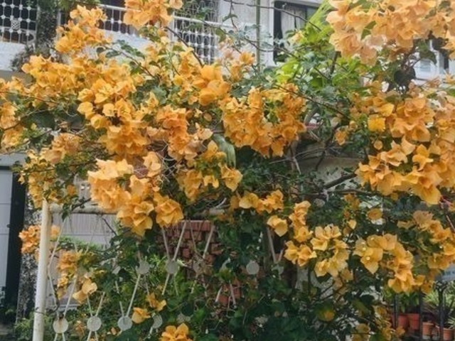 Room in British townhouse Newton