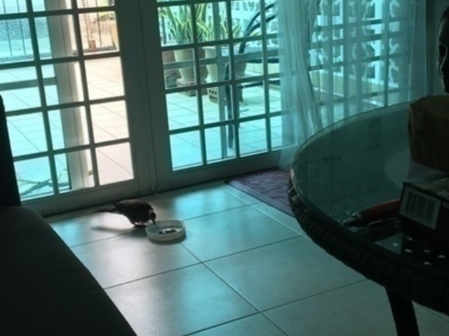 Big and quiet room for rent in a exclusive and beautiful private estate immediately move in -No fees