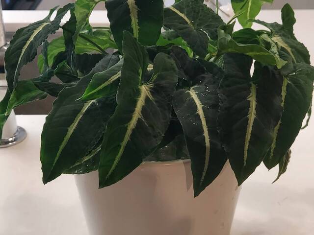 BEAUTIFUL CLEAN ROOM @ WINDERMERE CONDO.